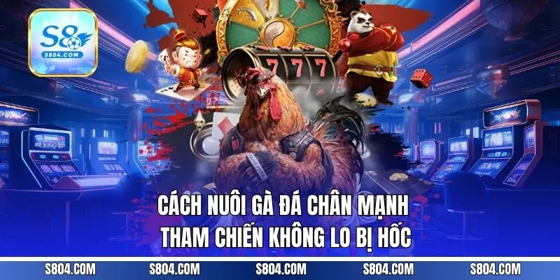 Cách Nuôi Gà Đá Chân Mạnh, Tham Chiến Không Lo Bị Hốc